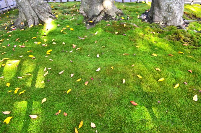 もみじ公園-コケと落ち葉1