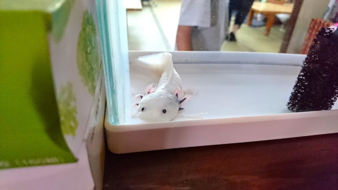 金ちゃんラーメン-高畠店-ウーパールーパー