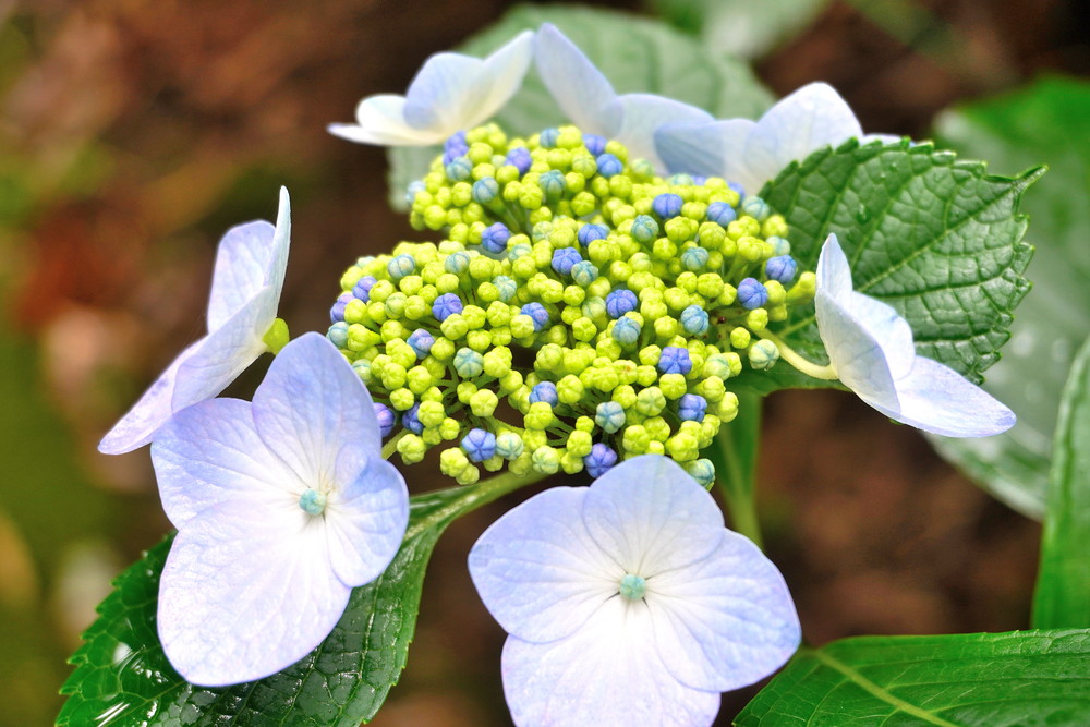 出塩文殊堂-あじさい寺-参道6