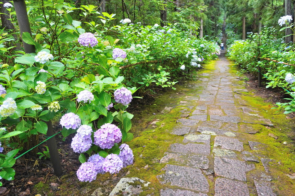 出塩文殊堂-あじさい寺-参道8