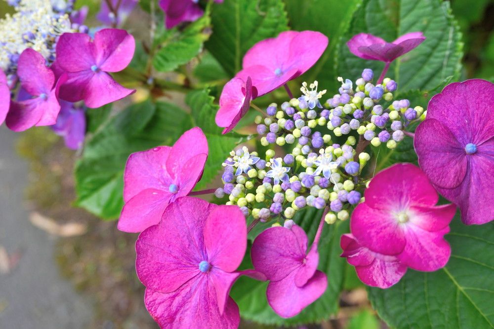 出塩文殊堂-あじさい寺-あじさい1