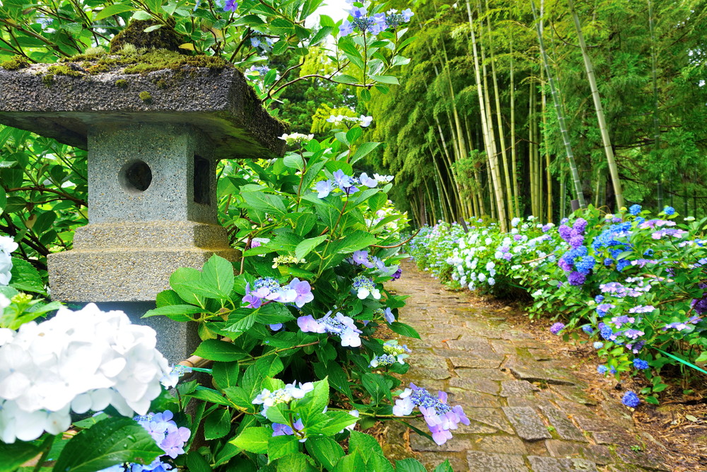 出塩文殊堂-あじさい寺-参道2