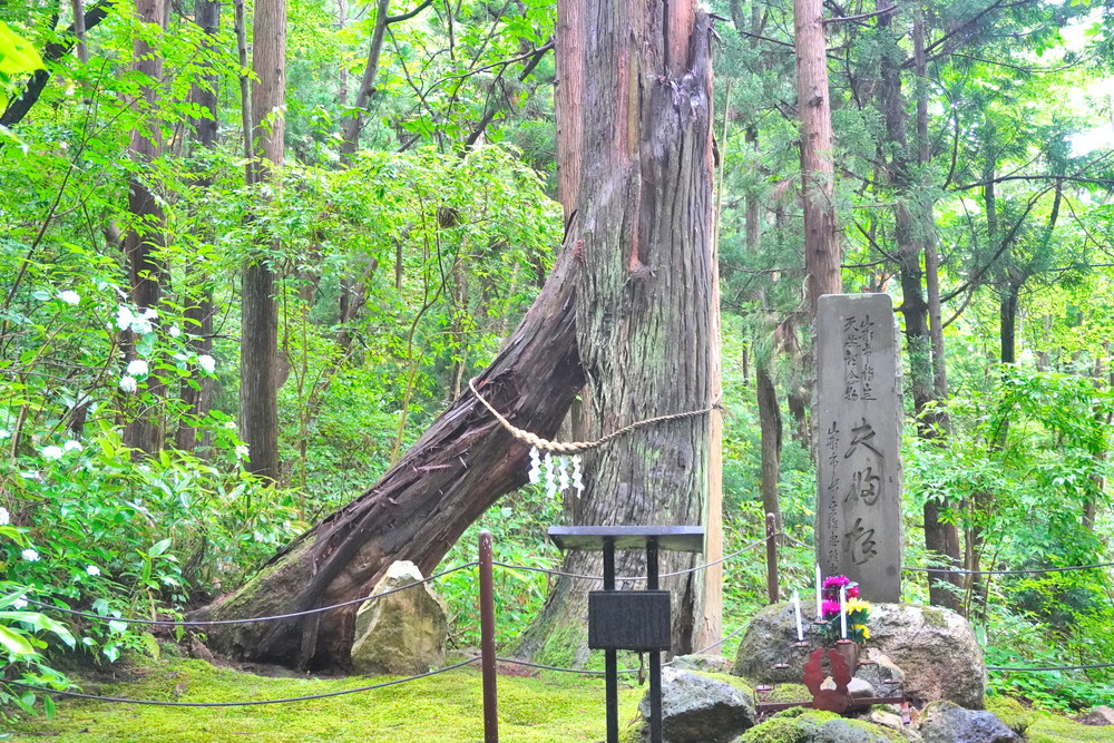 出塩文殊堂-あじさい寺-夫婦杉