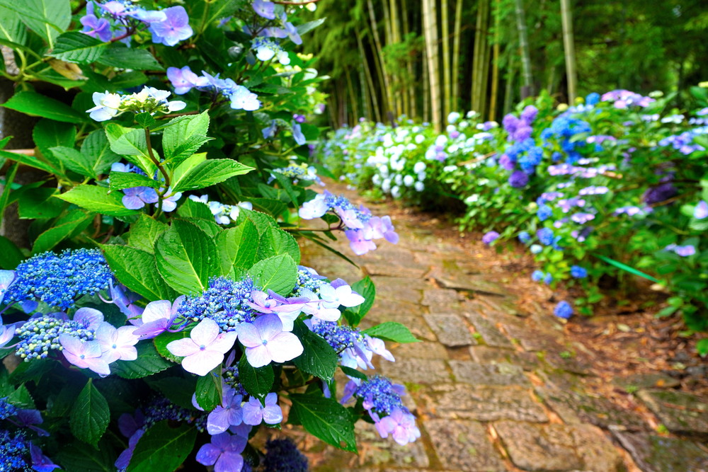 出塩文殊堂-あじさい寺-参道3