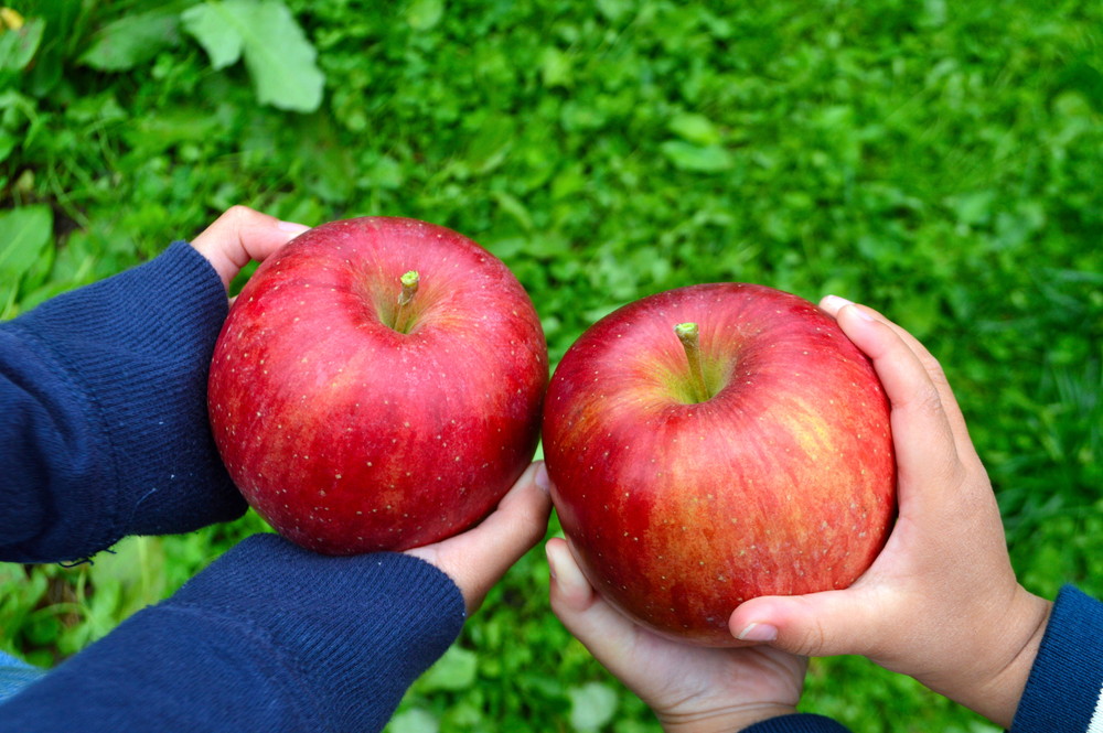 【寄稿記事紹介】山形のりんごといえば朝日町！｜幸せを作るりんご園でりんご狩り体験してきました