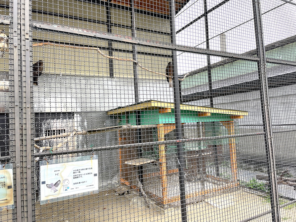 河北町児童動物園-トビ