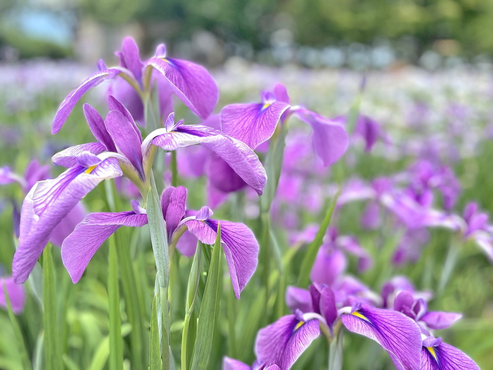 あやめ公園-園内⑬