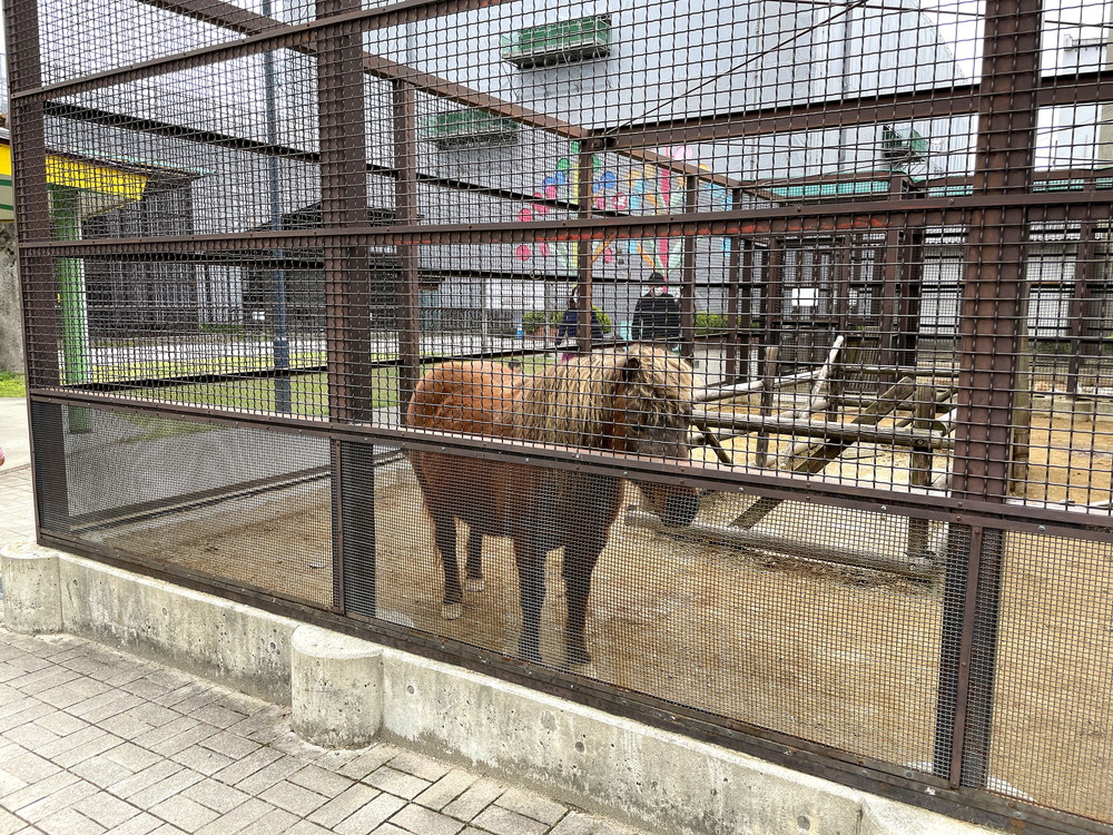 河北町児童動物園-ウサギ檻周辺2