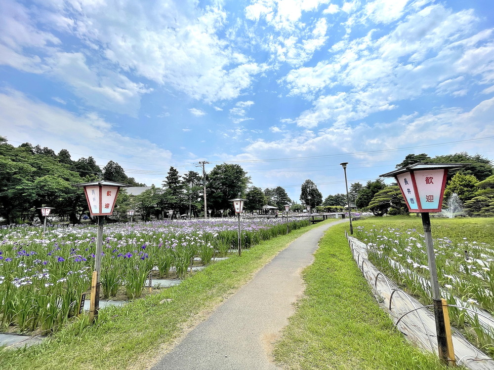 あやめ公園-園内③