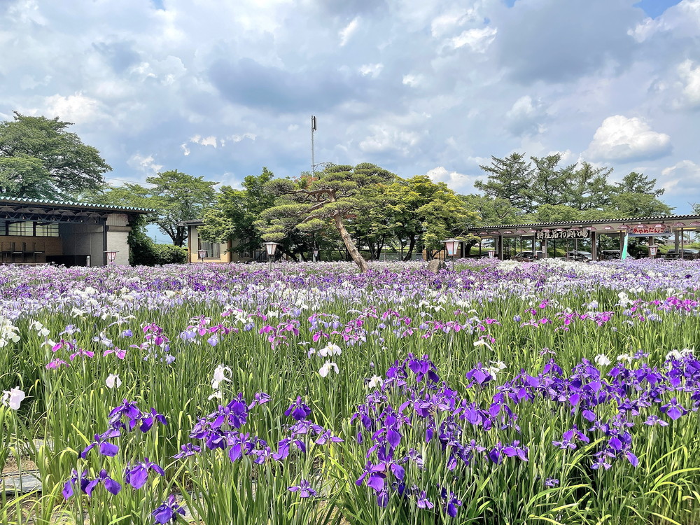 あやめ公園-園内⑩