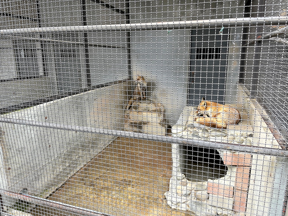 河北町児童動物園-キツネ