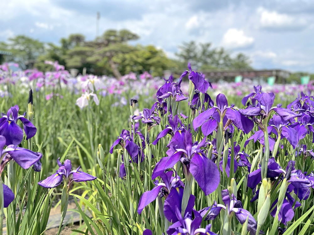 あやめ公園-園内⑫