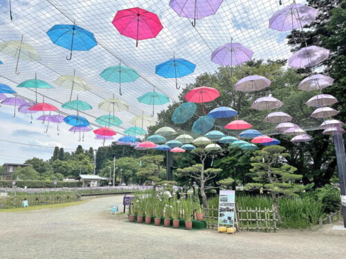あやめ公園-北口③