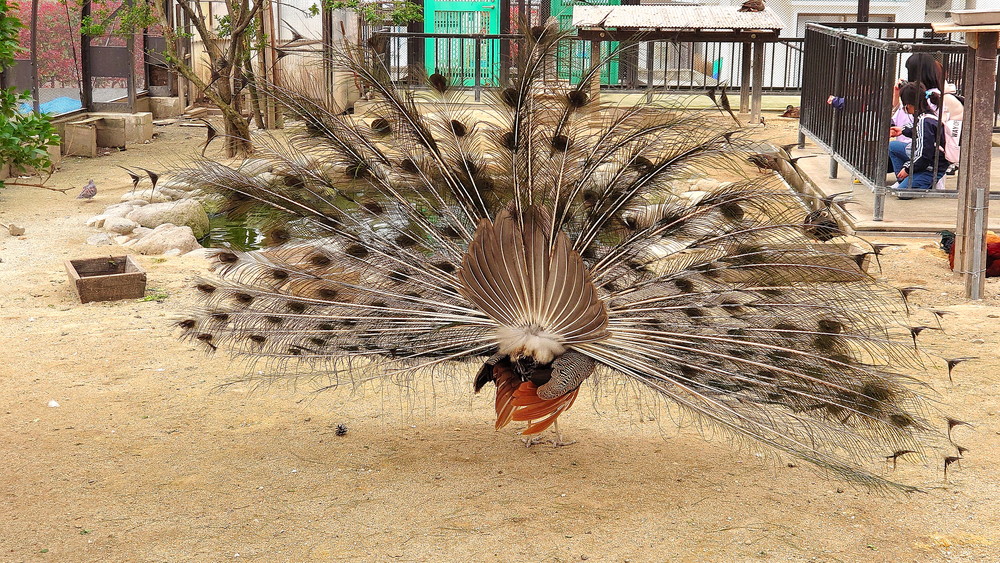河北町児童動物園-放鳥舎-孔雀2