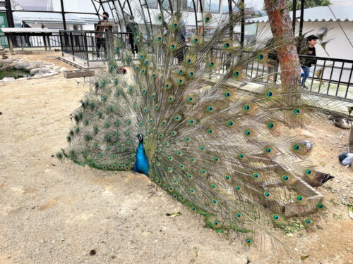 河北町児童動物園-放鳥舎-孔雀1