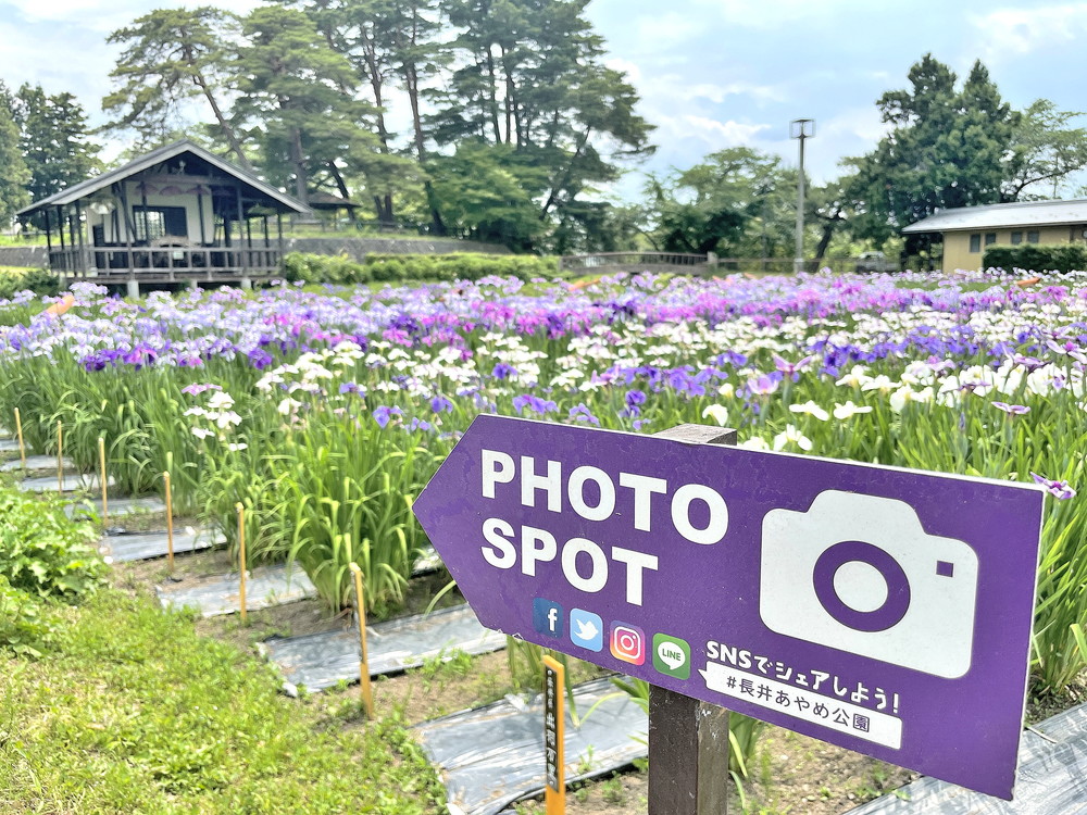 あやめ公園-園内⑥