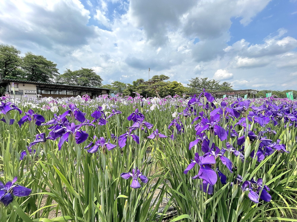 あやめ公園-園内⑪