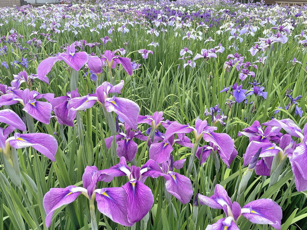 あやめ公園-園内⑭