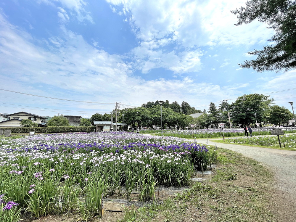 あやめ公園-園内①