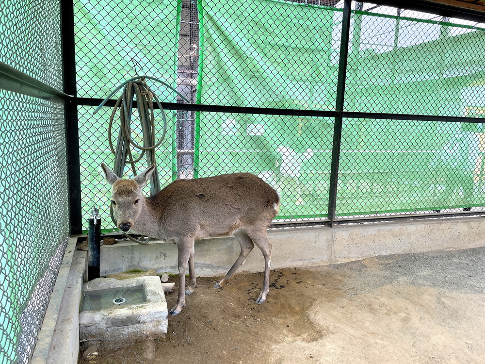 河北町児童動物園-鹿