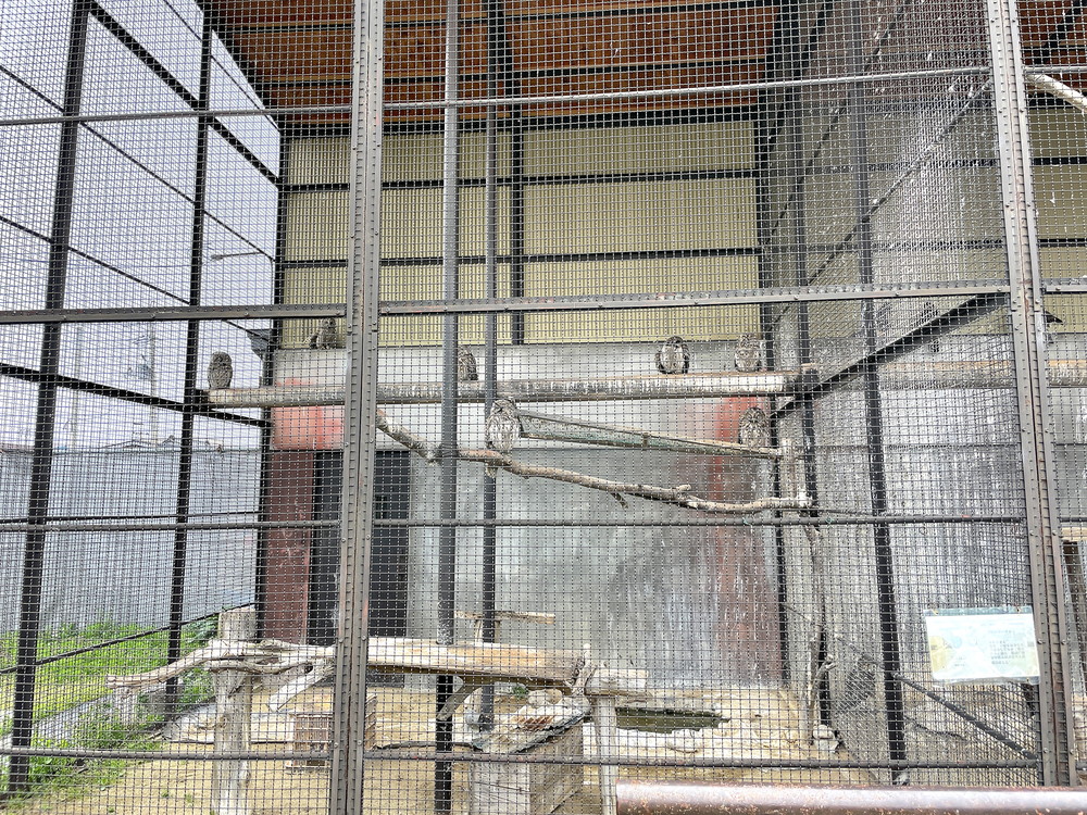 河北町児童動物園-ふくろう