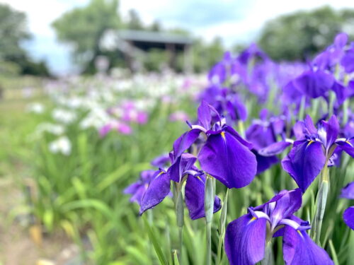 あやめ公園ー園内②