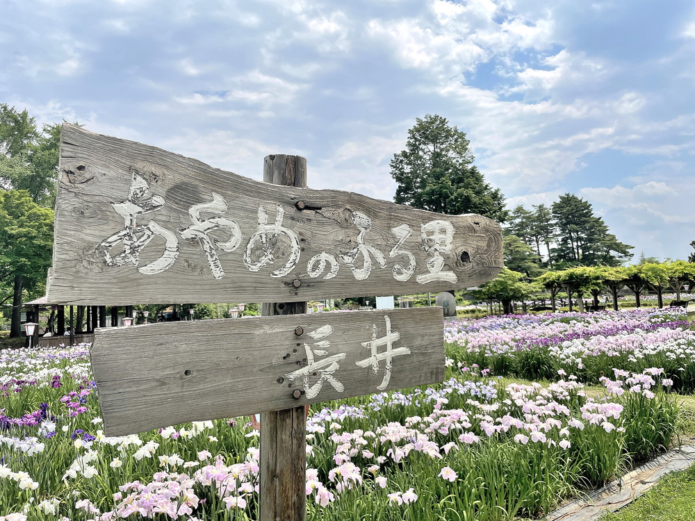 あやめ公園-園内⑨