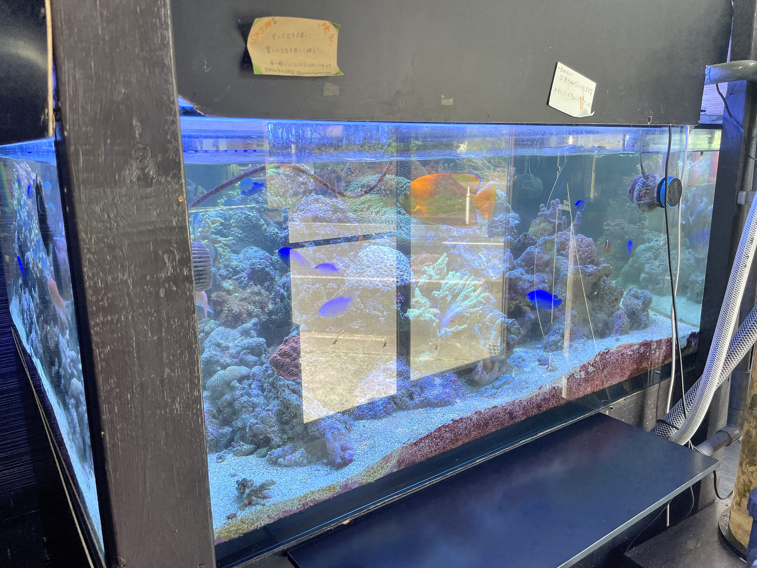 ストロベリールーム-撮影スポット