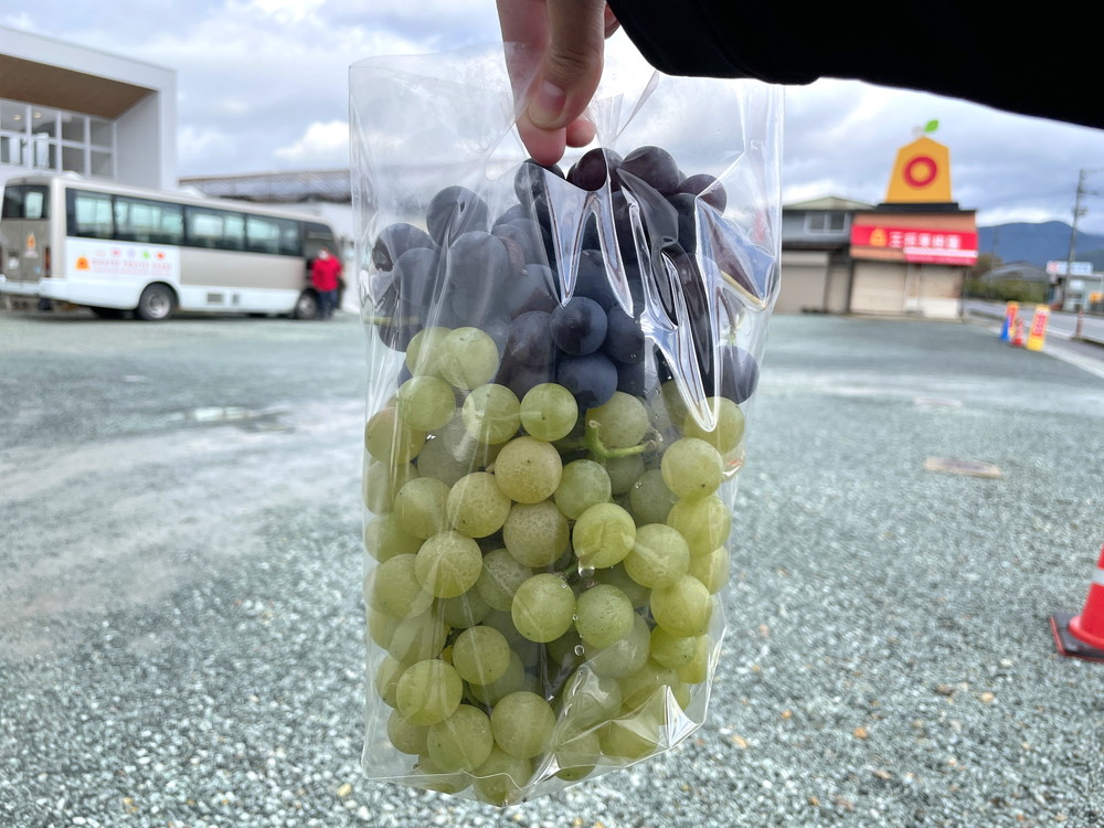 王将果樹園-ぶどう狩り-収穫2