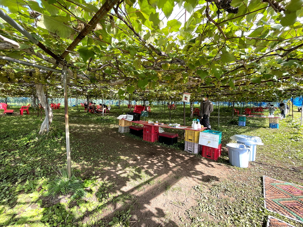 王将果樹園-ぶどう狩り-ぶどう畑2