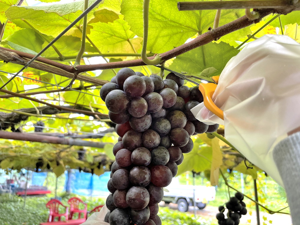 王将果樹園-ぶどう狩り1