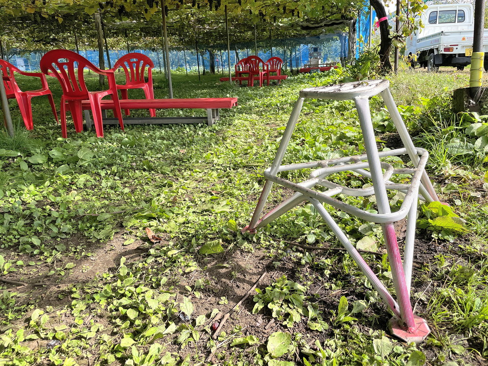 王将果樹園-ぶどう狩り-子ども用台