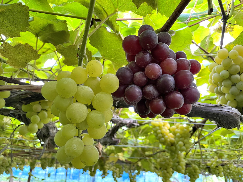 王将果樹園-ぶどう狩り-ぶどう3