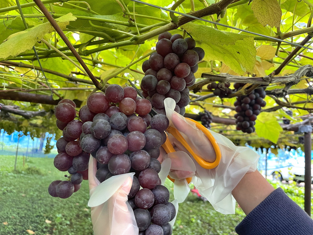 王将果樹園-ぶどう狩り2