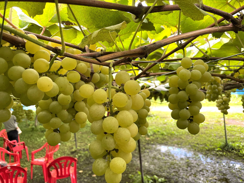 王将果樹園-ぶどう狩り-ぶどう1