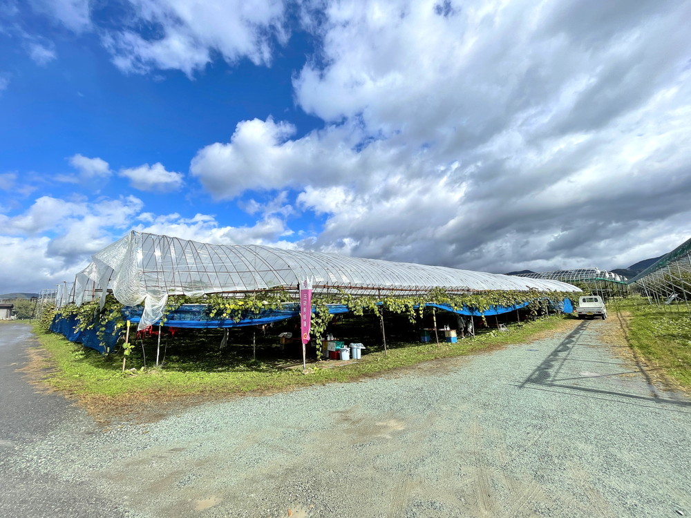 王将果樹園-ぶどう狩り-ぶどう畑1