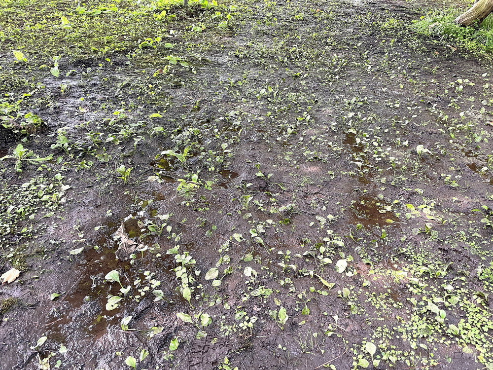 王将果樹園-ぶどう狩り-長靴