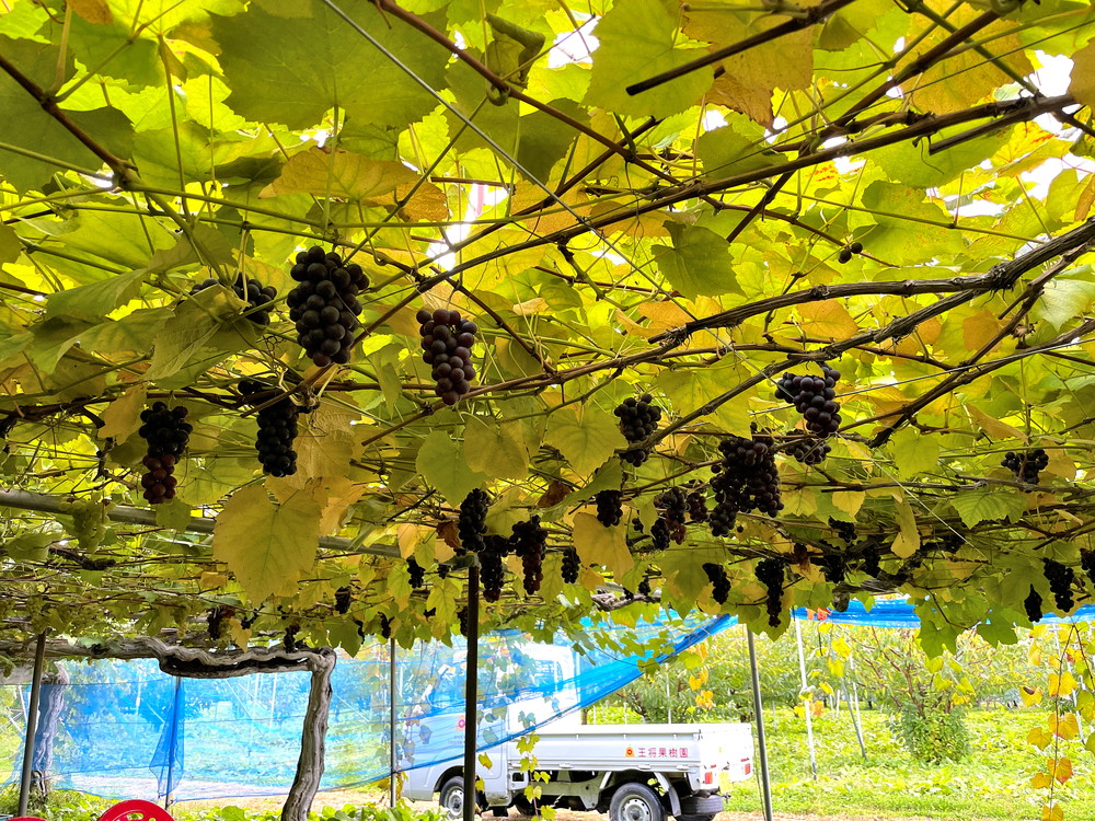 王将果樹園-ぶどう狩り-ぶどう