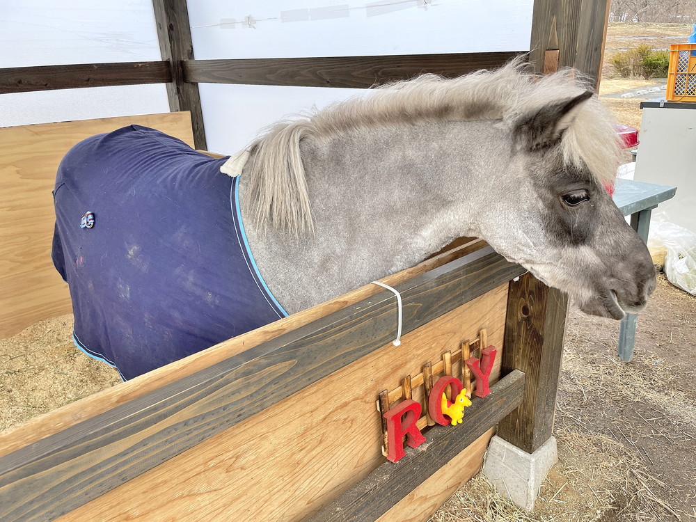 うまのすけカフェ-ロイちゃん②