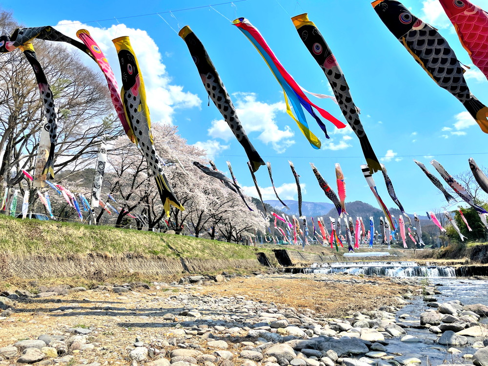 高瀬川こいのぼり-④