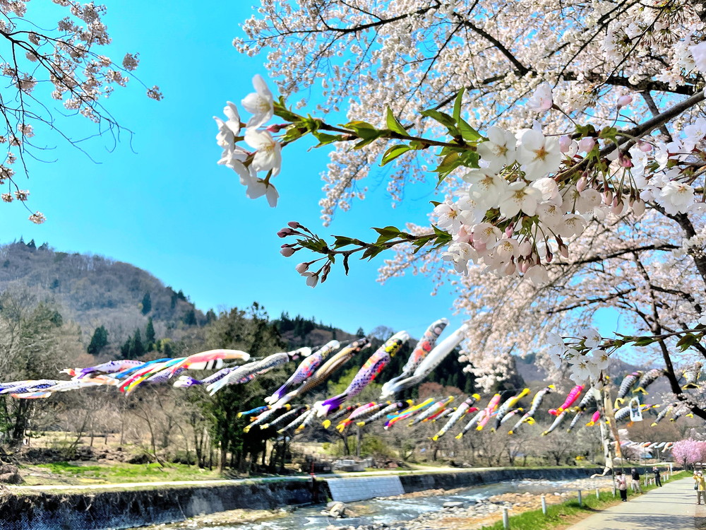 高瀬川こいのぼり-⑨