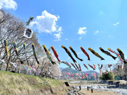 高瀬川こいのぼり-②