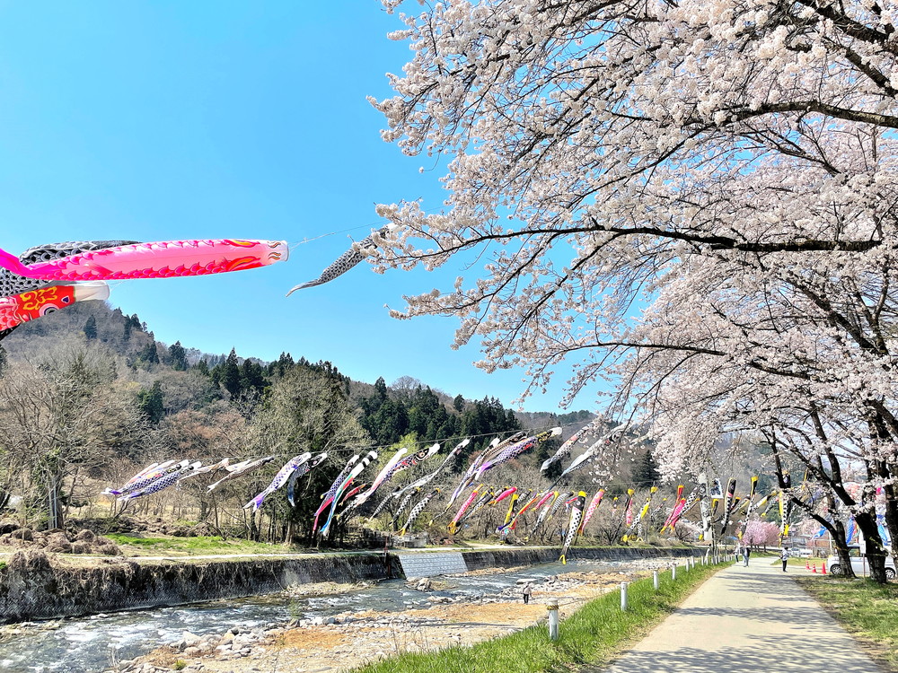 高瀬川こいのぼり-⑥