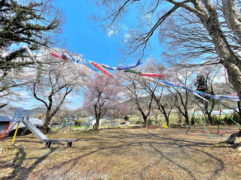 高瀬川こいのぼり-⑦