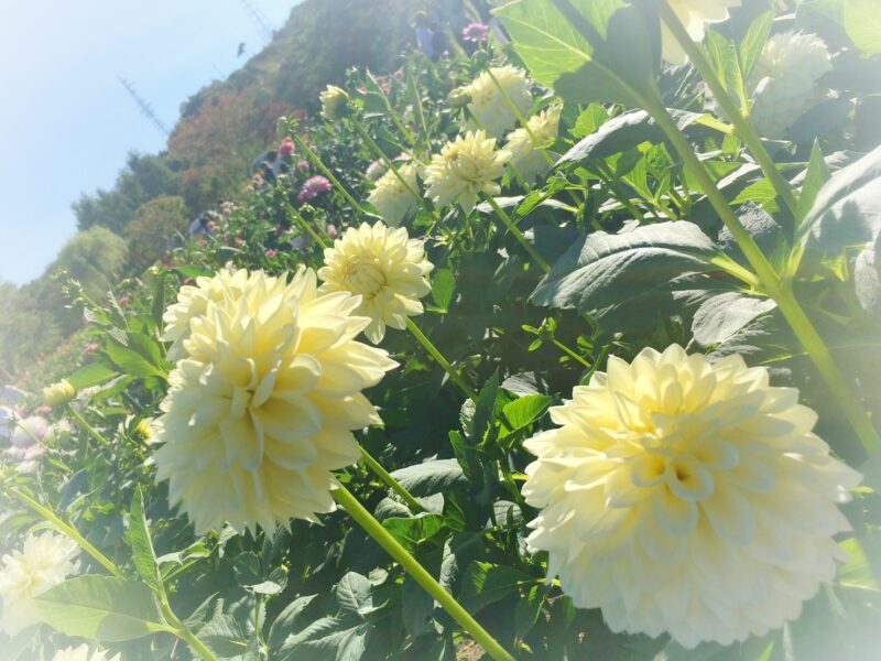 川西ダリヤ園ーダリア５