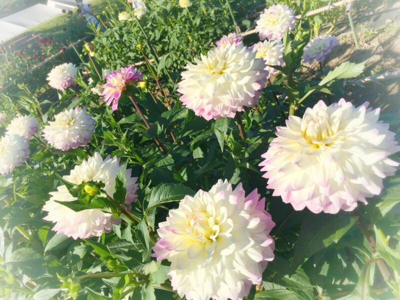 川西ダリヤ園ーダリア４