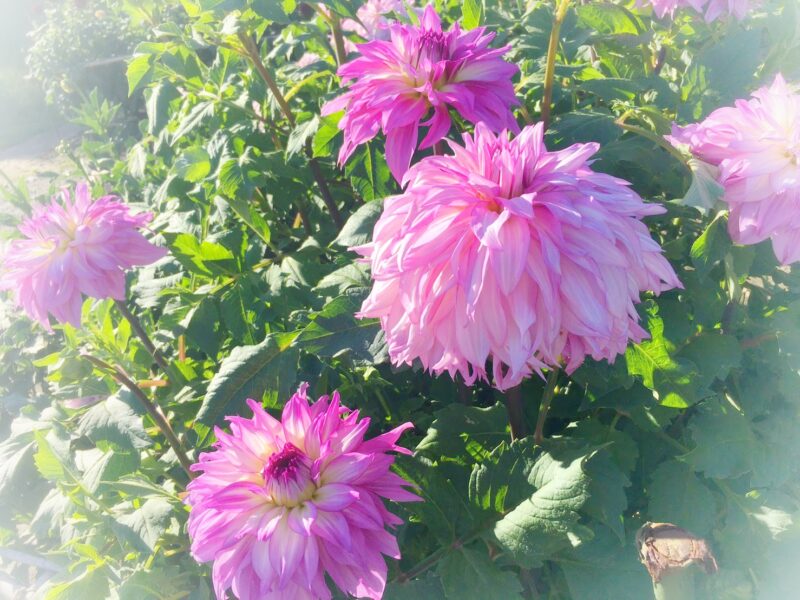 川西ダリヤ園ーダリア３