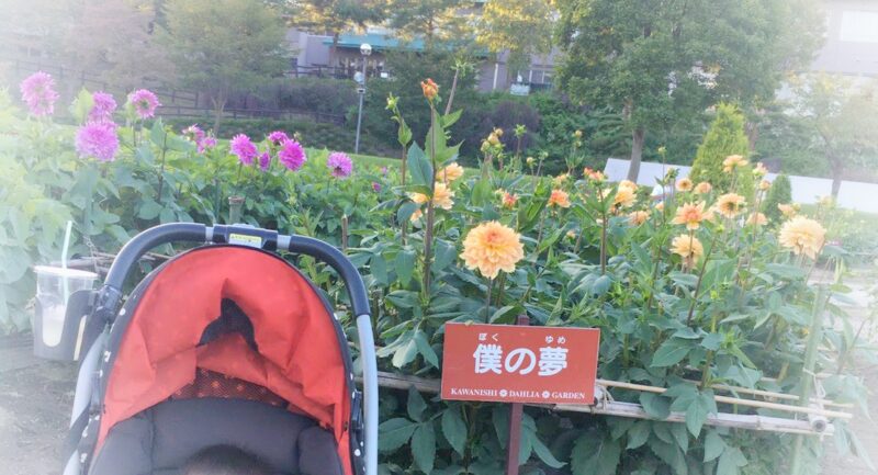 川西ダリヤ園ーダリア９