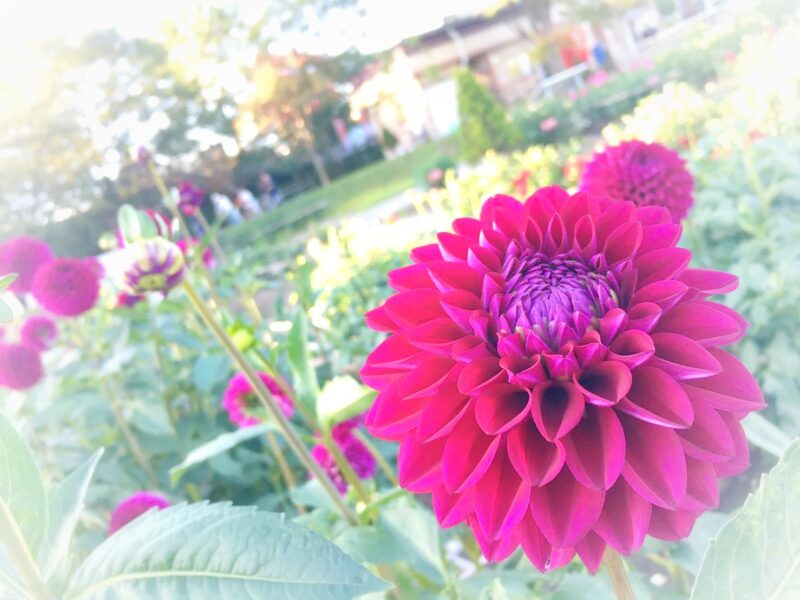 川西ダリヤ園ー公園レビュー１