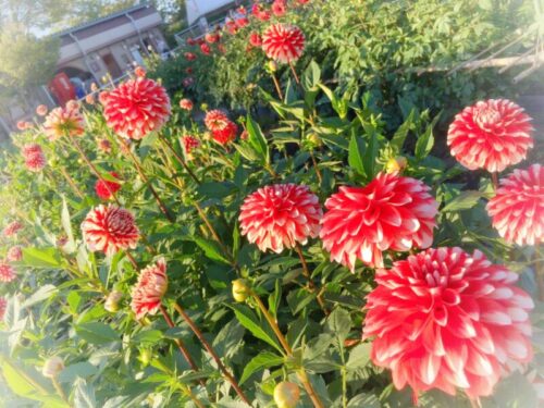 川西ダリヤ園ーダリア